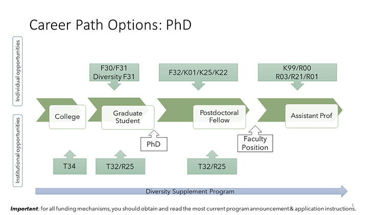 Career path for scientists with PhD degrees, including opportunities for undergraduate, graduate students, postdoctoral fellows and early career assistant professors.
