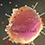 HIV Infected T-cell
